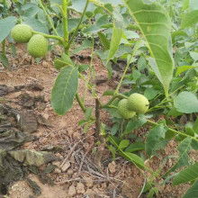 工艺之美 匠心独运的艺术魅力