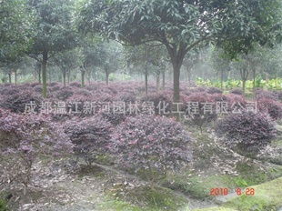 成都红继木扦插小苗 价格、供应商与园艺工艺品全解析