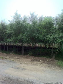 白榆苗木的艺术升华 从园林绿化到工艺珍品