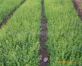 花木之乡的绿色明珠 探访沭阳县新河镇新槐村金振花卉苗木场