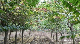 立秋过后，苗木养护管理全攻略