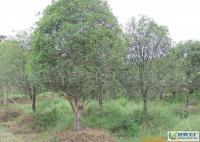 浦城丹桂 绿韵点金的别墅景观乔木新贵