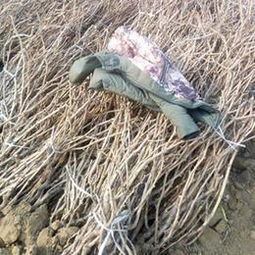 山东泰安开发区森林木苗木中心 专业苗木供应的绿色力量