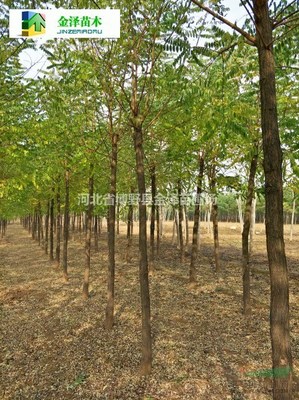 河北刺槐树苗 资源、基地与市场行情全解析