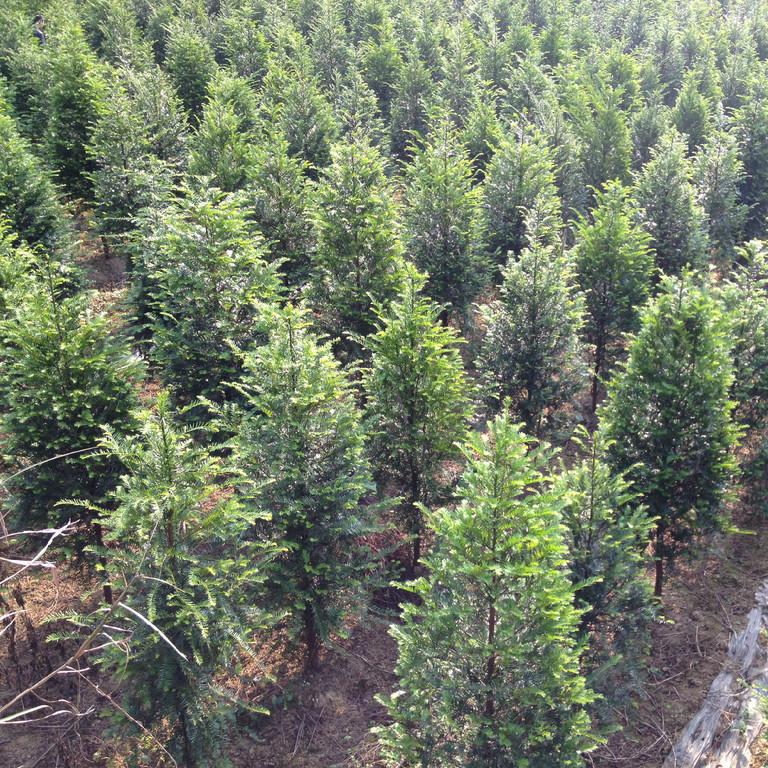 绿意生金 东安县恒信苗木种植农民专业合作社的产业振兴之路