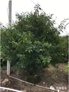 华南苗木灌木品种特惠与工艺品应用指南