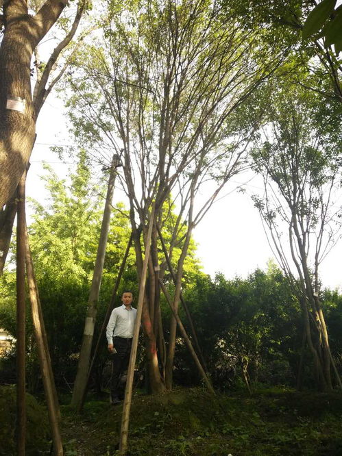 绿化苗木基地 茶条槭的园艺价值与应用