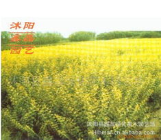 沭阳县鑫磊绿化苗木园艺场乔木产品列表