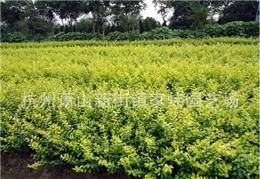 金叶女贞——家炜园艺场的优质苗木之选