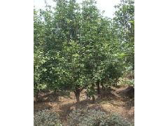 精品八月桂花树，优质苗木首选陡门苗圃