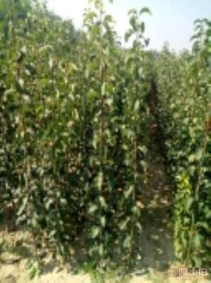 梨苗怕水吗？黄金梨苗栽植月份与生长结果表现详解——泰安高新区旺运苗木中心