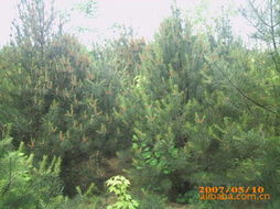 沁阳市温泉苗木场——绿化苗木产品列表