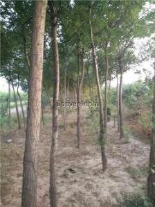 山西苹果苗木 优质种苗铸就产业兴旺之路