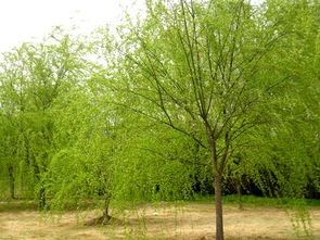 金丝垂柳 河北绿化苗木中的璀璨明珠